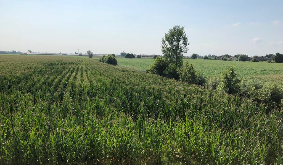 IMG-20190731-WA0034
