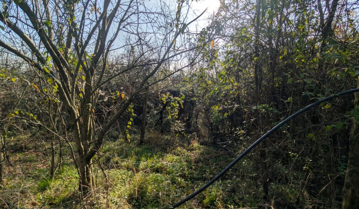 Immagine WhatsApp 2025-01-29 ore 18.30.16_b9de588f